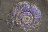 Two Iridescent Ammonites (Psiloceras) - England #316381-5